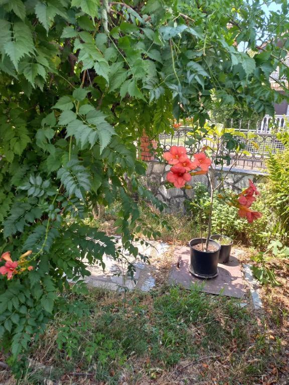 Traveler'S Rest - Near Podgorica Airport Hostel Mitrovici  Екстериор снимка