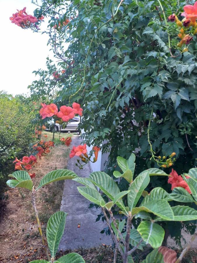 Traveler'S Rest - Near Podgorica Airport Hostel Mitrovici  Екстериор снимка